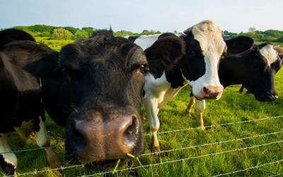 Veganuary is Just The Beginning